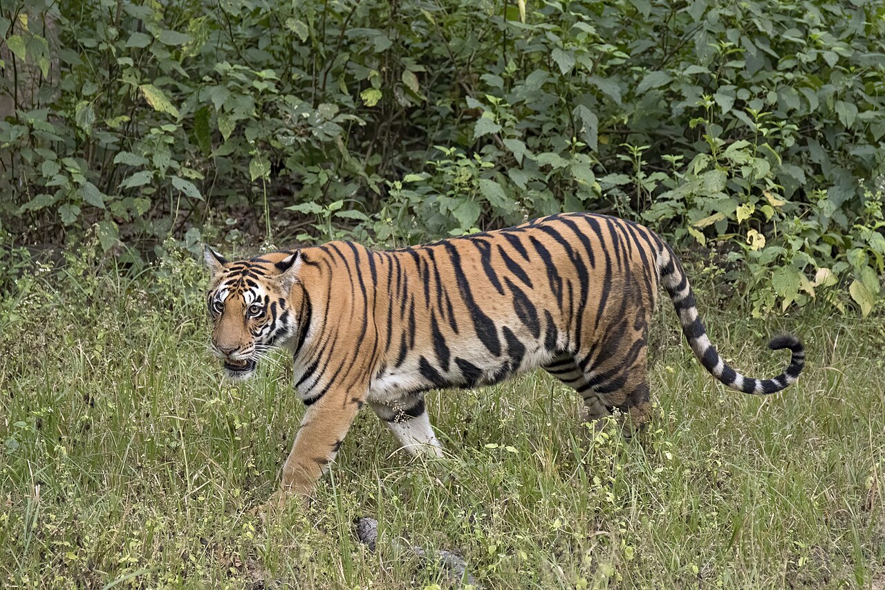 Jim Corbett National Park safari view 2