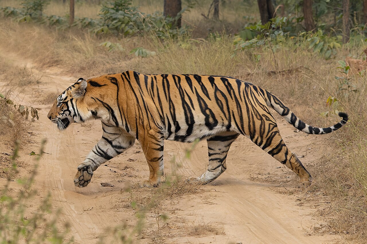 Gir National Park safari view 2