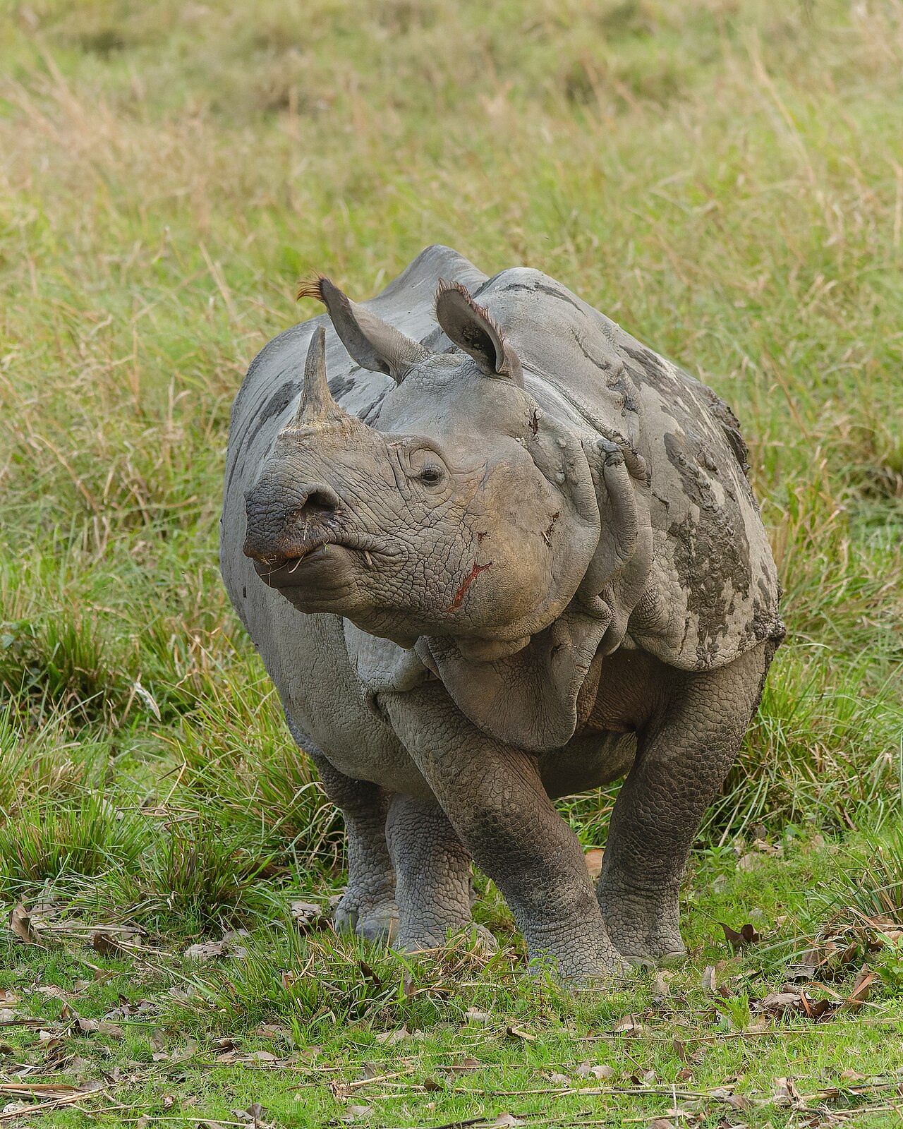 Kaziranga National Park safari view 1