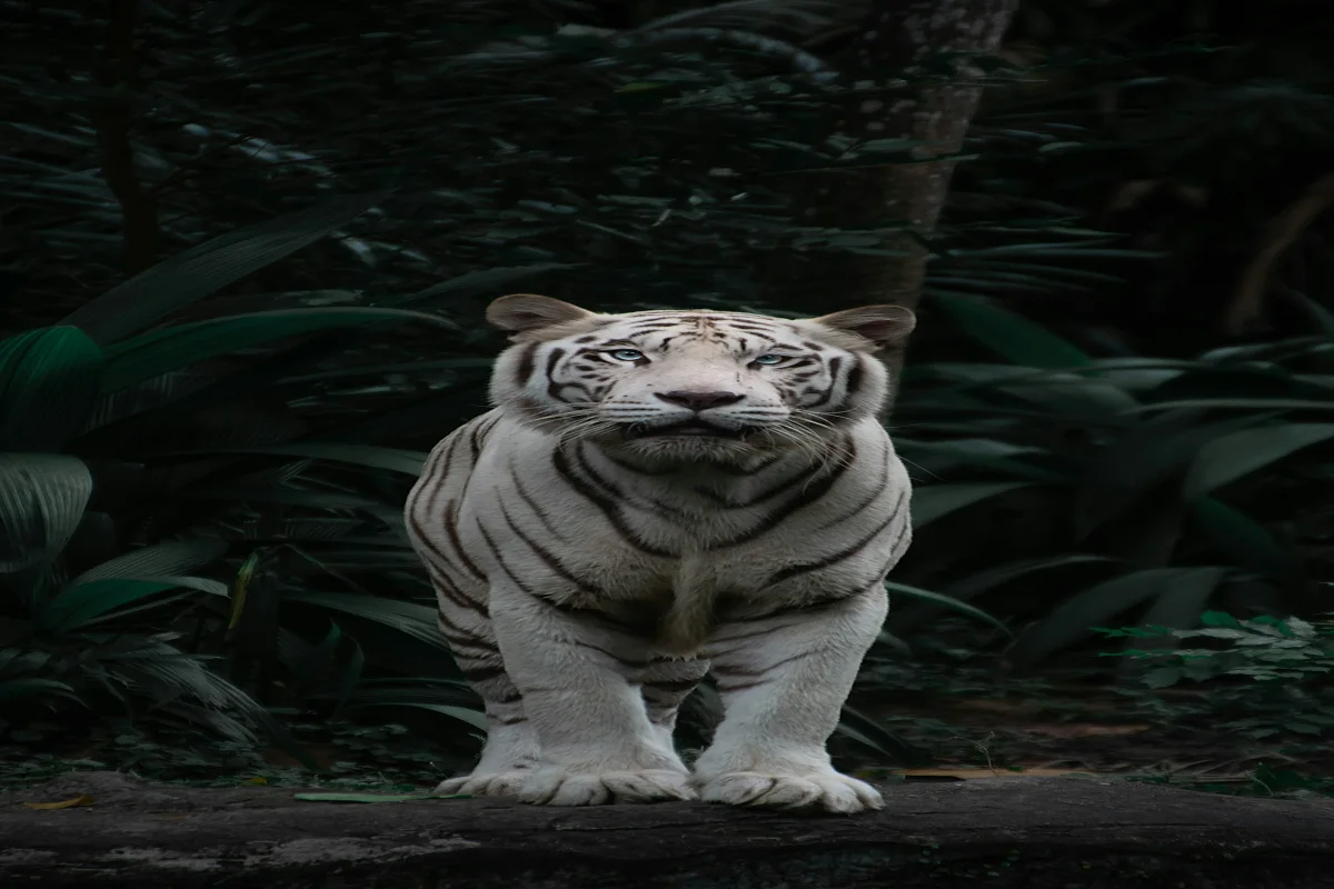 Jim Corbett Safari