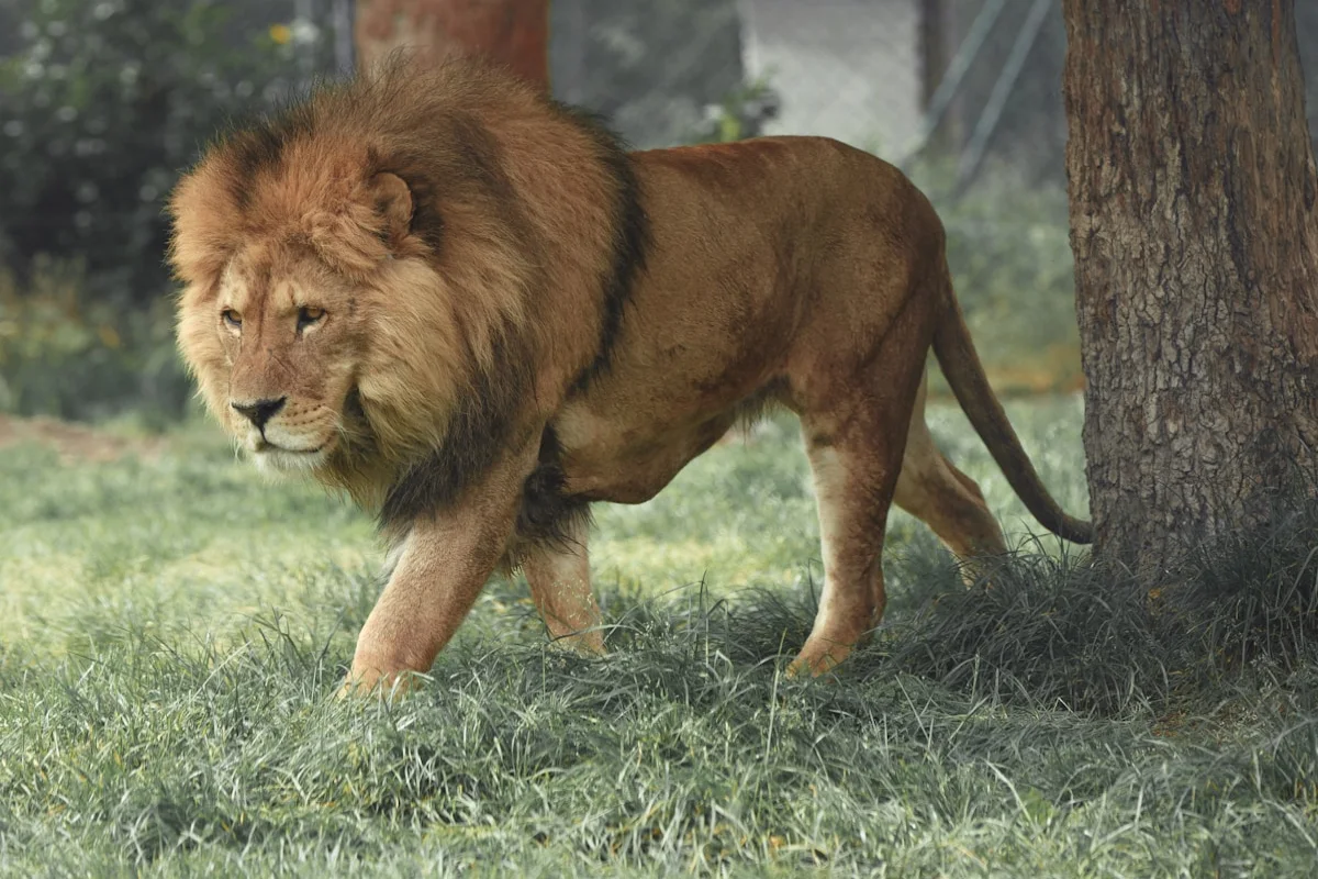 Asiatic lion at Gir National Park