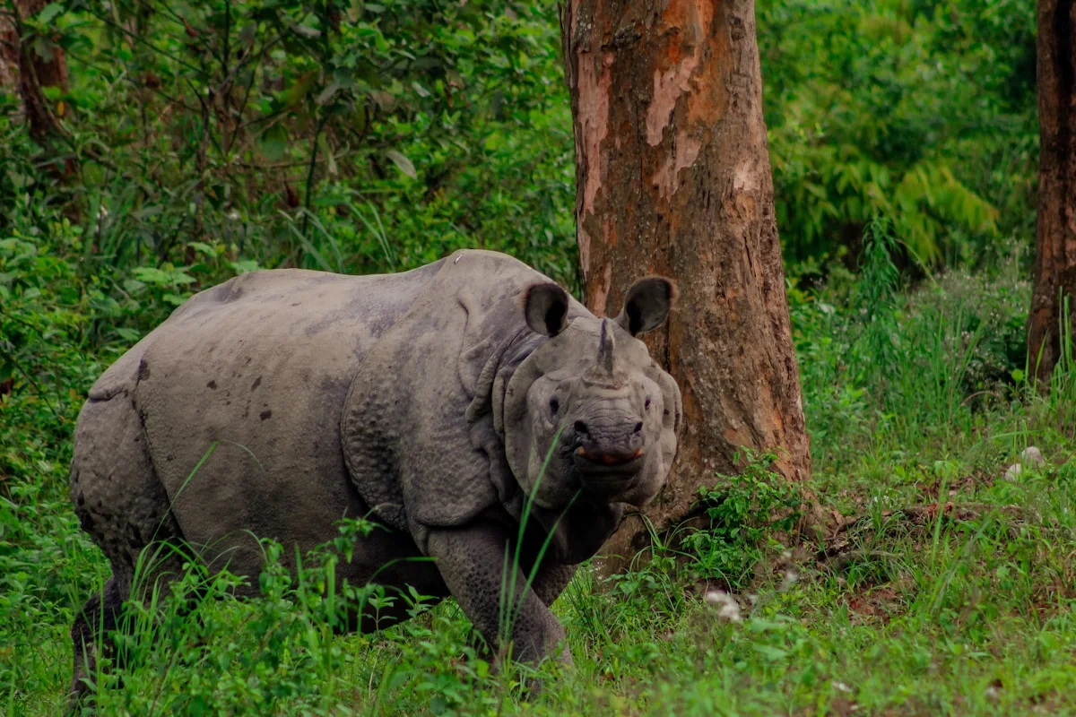 One-horned rhinoceros at Kaziranga National Park
