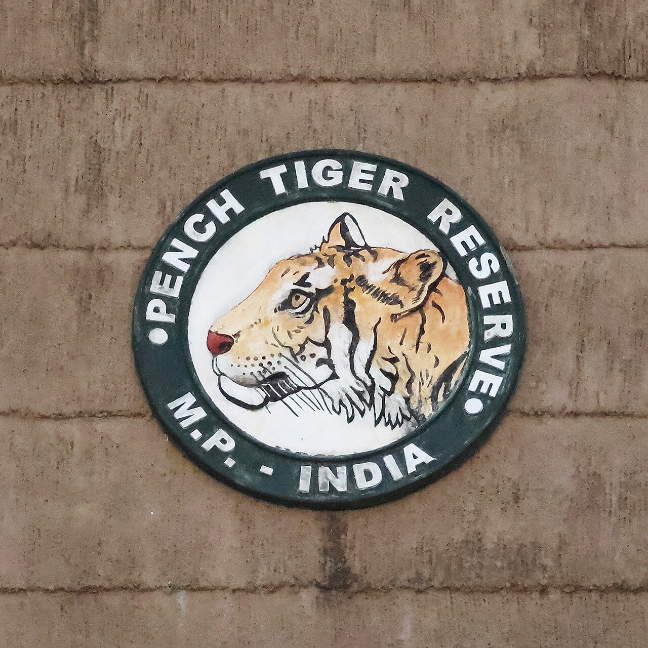 Tiger and leopard at Pench Tiger Reserve