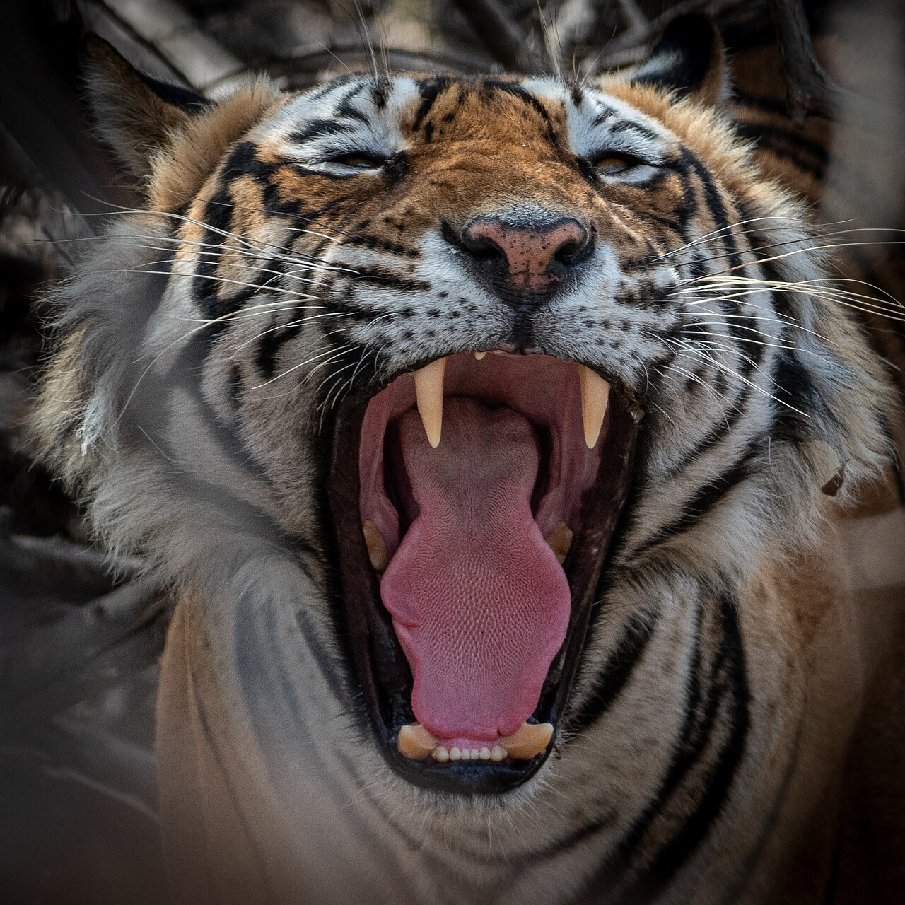 Royal Bengal tiger at Ranthambore National Park