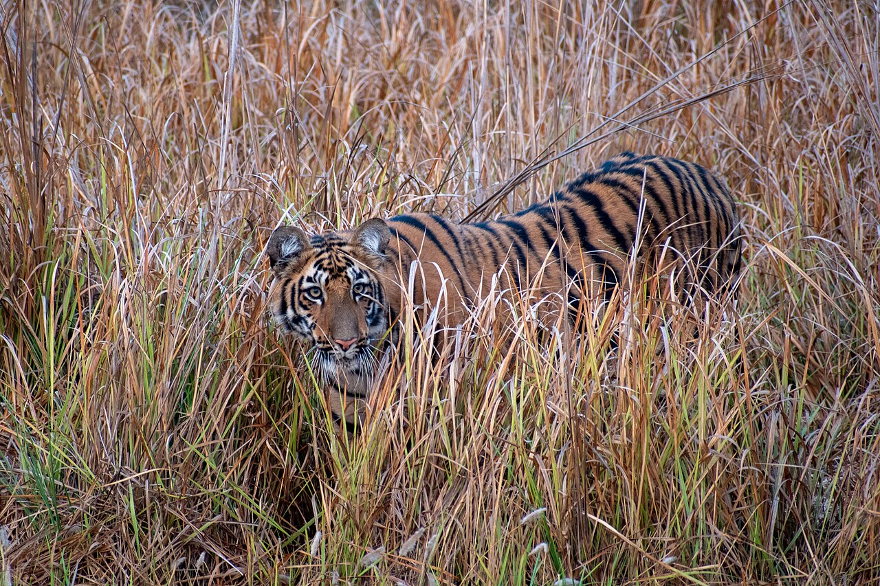 Tadoba–Andhari Tiger Reserve safari view 1